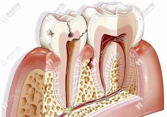 牙齒解剖示意圖 牙齒解剖示意圖
